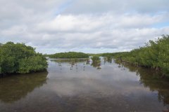 24-The mangrove wood